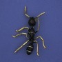 Ameisenbrosche, schwarze Emaille, goldfarbenes Metall 42×57 mm+