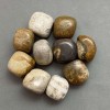 Versteinertes Korallen-Trommelstein ~ Maße 21–25×17–22×17 mm (±) Verpackung 100 g (Preis pro 100 g)