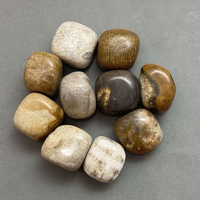 Versteinertes Korallen-Trommelstein ~ Maße 21–25×17–22×17 mm (±) Verpackung 100 g (Preis pro 100 g)