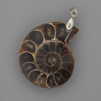 Ammonit-Anhänger 35×28 mm +-, Länge ca. 45 mm +-, assortierte Größen (je 1 Stück)