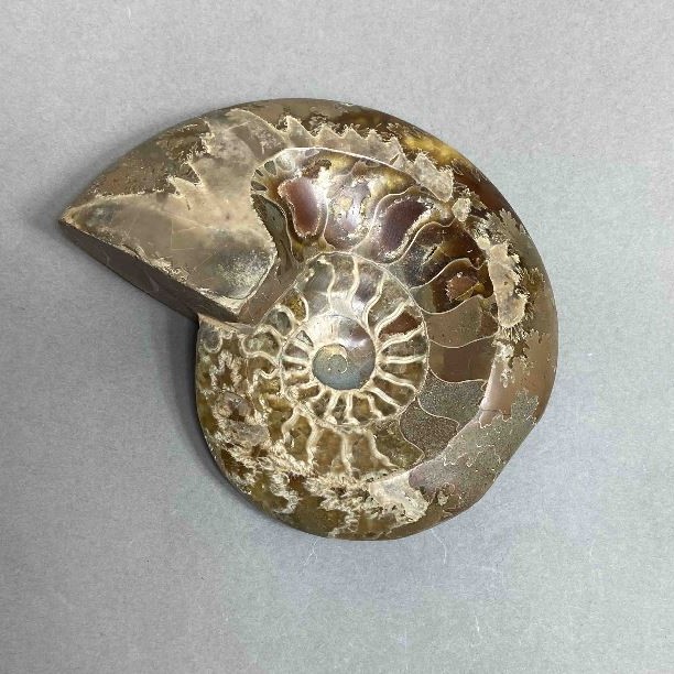 Ammonit mit Vertiefung, Souvenirstein, Durchmesser ca. 109 mm ±, Gewicht ca. 308 g (Preis pro Stück)