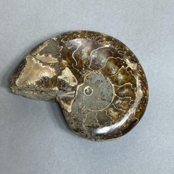 Ammonit mit Vertiefung, Souvenirstein, Durchmesser ca. 94 mm, Gewicht ca. 206 g (Preis pro Stück)