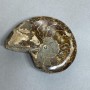 Ammonit mit Vertiefung, Souvenirstein, Durchmesser ca. 94 mm, Gewicht ca. 206 g (Preis pro Stück)