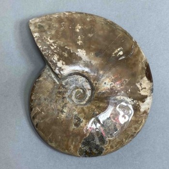Ammonit-Souvenirstein, Durchmesser ca. 127 mm, Gewicht ca. 524 g (Preis pro Stück)