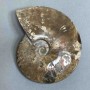 Ammonit-Souvenirstein, Durchmesser ca. 127 mm, Gewicht ca. 524 g (Preis pro Stück)
