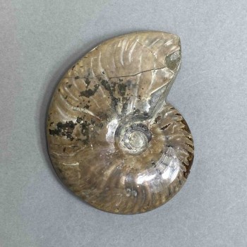 Ammonit-Souvenirstein, Durchmesser ca. 85 mm, Gewicht 150 g (Preis pro Stück)