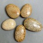 Versteinertes Korallen-Anhänger 40–55 × 30–40 mm ± assortiert nach Größe