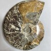 Souvenir-Versteineter Ammonit, großes vollständiges Exemplar 17×13×4 cm, ca. 1040 g