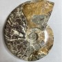 Souvenir-Versteineter Ammonit, großes vollständiges Exemplar 17×13×4 cm, ca. 1040 g