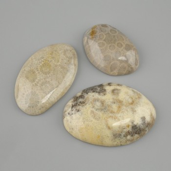 Cabochon aus fossiler Koralle 29-30×24-49 mm ± (Sortimentgrößen)