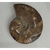 Сувенірний скам'янілий цілісний Амоніт 18х15см+- (ціна за 1175 г.)