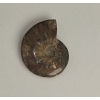 Сувенірний скам'янілий цілісний Амоніт 12х9см+- (ціна за 368г.)