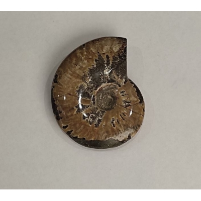 Сувенірний скам'янілий цілісний Амоніт 11.5х9см- (ціна за 412г.)