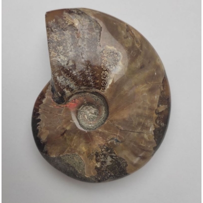 Сувенірний скам'янілий цілісний Амоніт 12х9.5х3см+- (ціна за 396 г.)