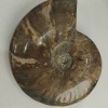 Souvenir Fossilized Ammonite Whole 18x15 cm± (price per 1175 g)