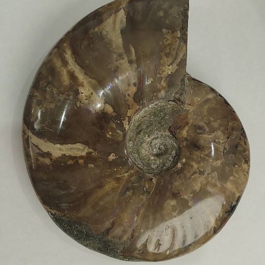 Souvenir Fossilized Ammonite Whole 18x15 cm± (price per 1175 g)