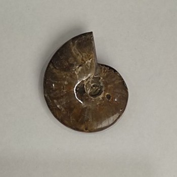 Souvenir Fossilized Ammonite Whole 10x8 cm± (price per 191 g)