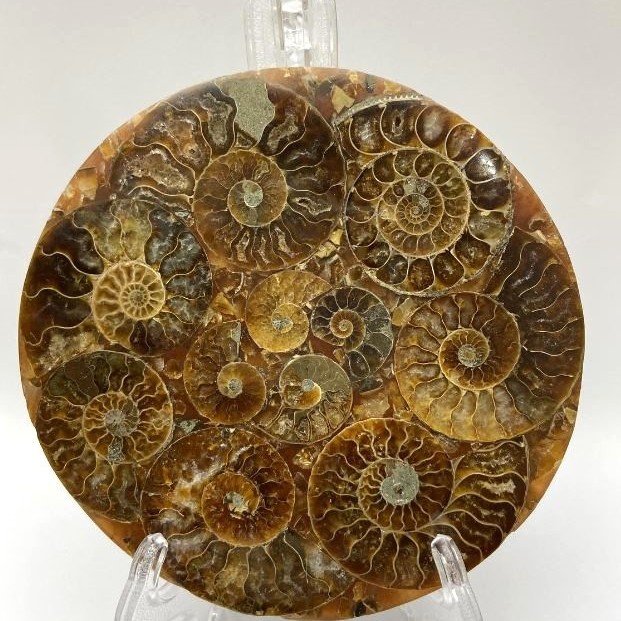 Souvenir Plate with Petrified Ammonite, diameter 11 cm± with stand 15x10 cm+