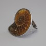 Ring Ammonite 25x30mm±, no backing, size silver metal