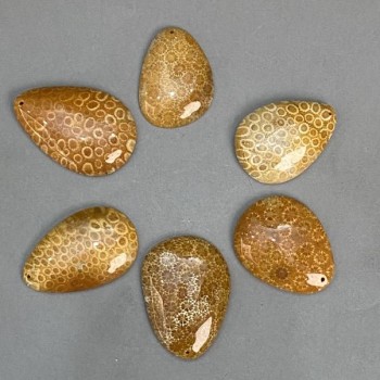 Pendant Fossilized Coral 45-55x35-40mm ± assorted sizes