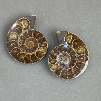 Ammonite souvenir stone, assorted diameter 40x47 mm ± (in a pack of two) weight 63 g