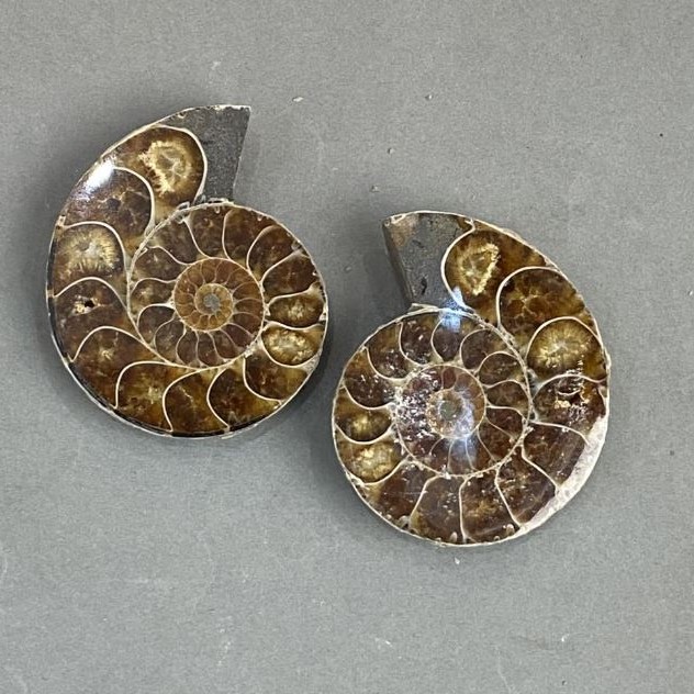 Ammonite souvenir stone, assorted diameter 40x47 mm ± (in a pack of two) weight 63 g