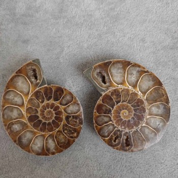 Ammonite 55×45×10 (±) mm. Price per 100 g