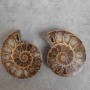 Ammonite 55×45×10 (±) mm. Price per 100 g