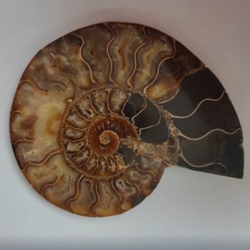 Souvenir Ammonite Stone 15.5×12.5 cm, weight 384 g